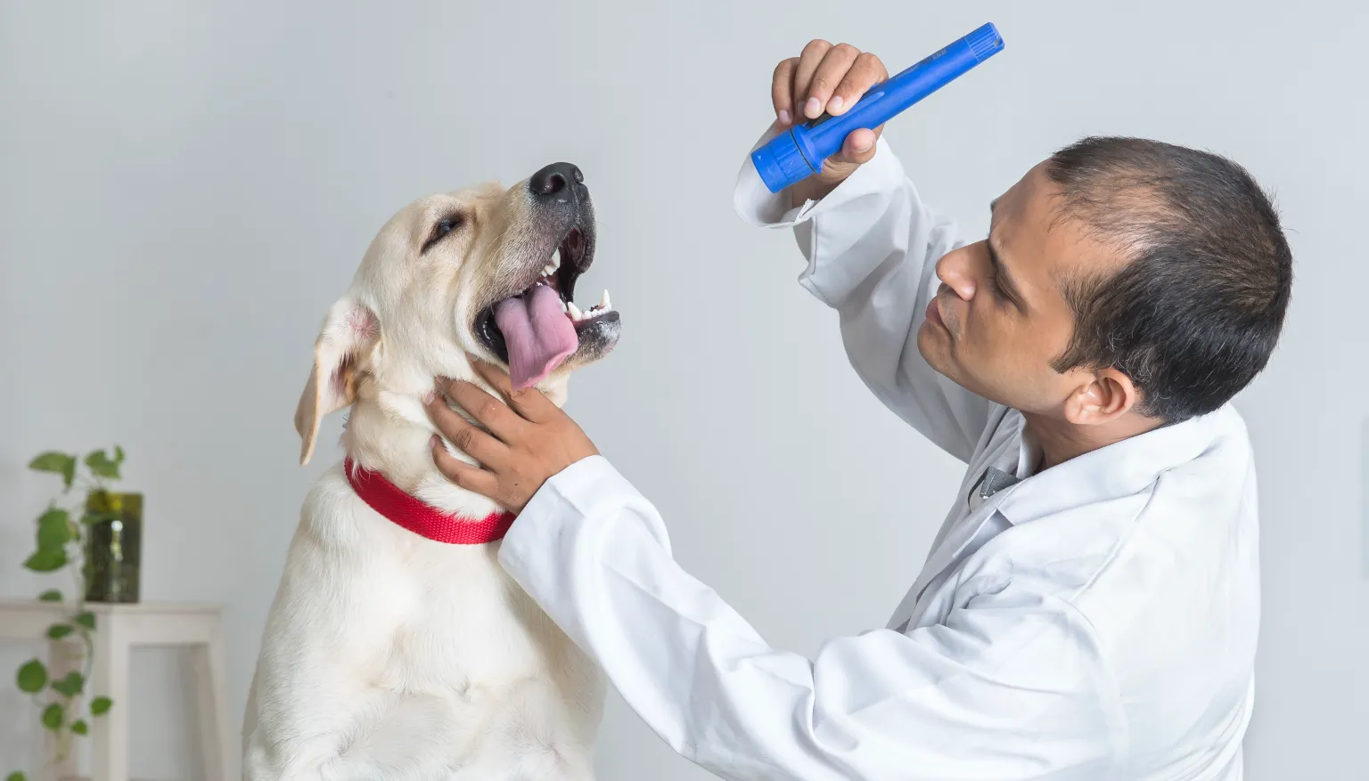 veterinary services