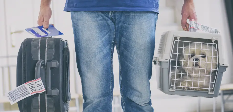 Best pet ground transportation service